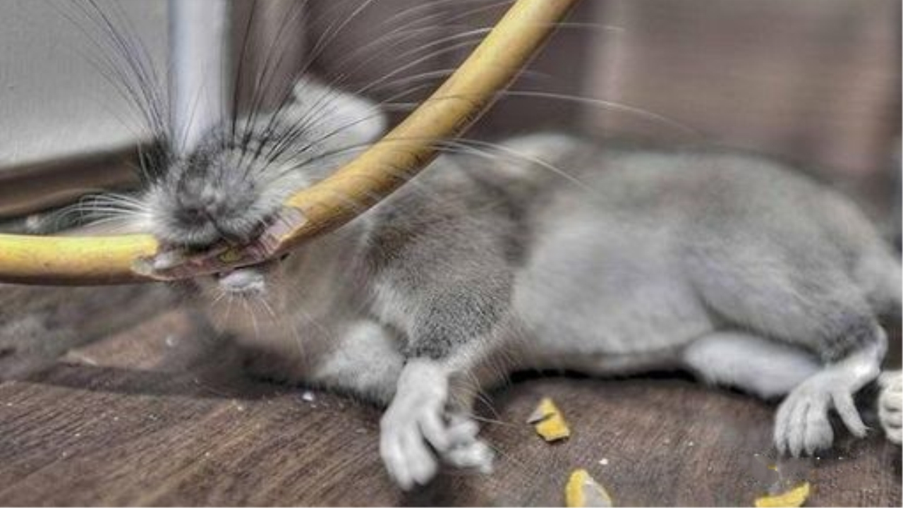 老鼠白蚁经常对线缆造成损伤,以寻找到有效的环保防治手段-新宝GG-科技注册场景,让平台更有趣
