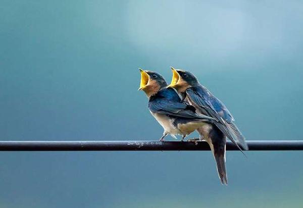 为什么小鸟站在高压线上不会触电-新宝GG-科技注册场景,让平台更有趣
