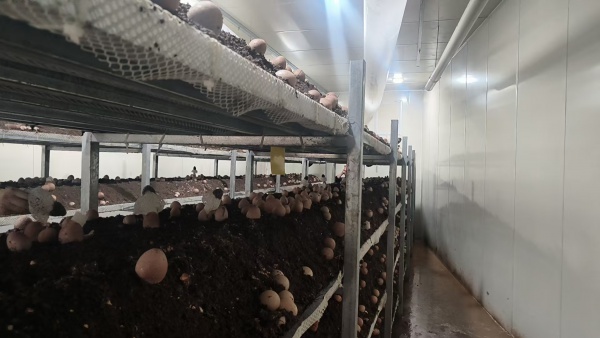 工業智能菌用棚