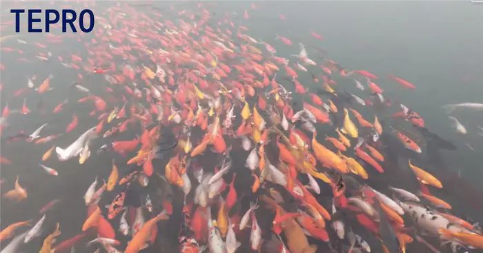 如何使用潜水杀菌灯