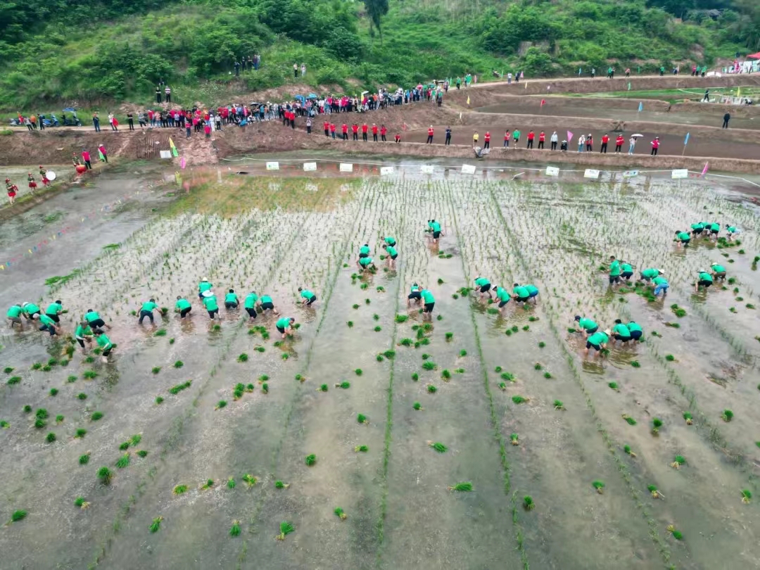 多多28团餐产业园助力回龙坝插秧比赛