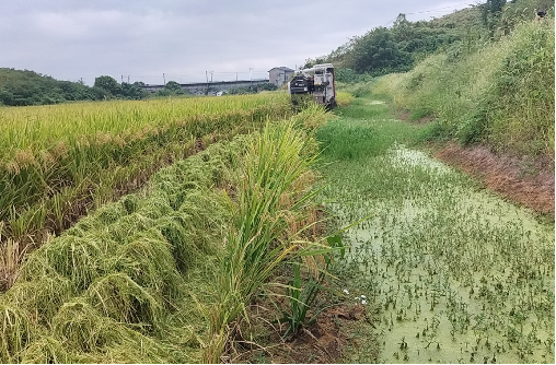 “多多28团餐产业园澳洲稻虾米种植基地”