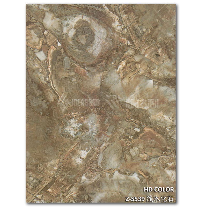 Z-S539-淺木（mù）化石（shí）