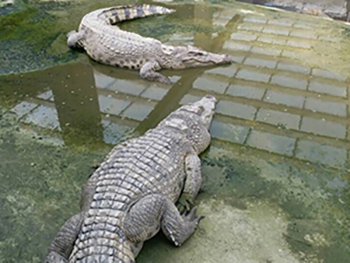 养殖场门徒娱乐