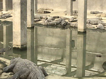 门徒娱乐养殖场