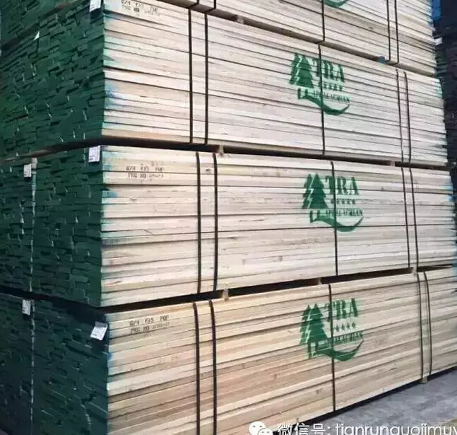 北美黄杨木专刊