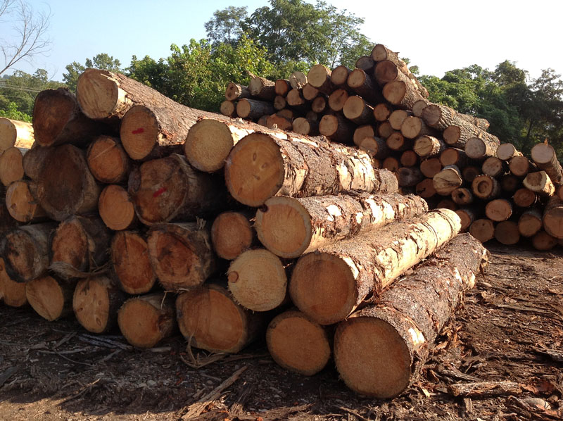 各个树种的标准检验