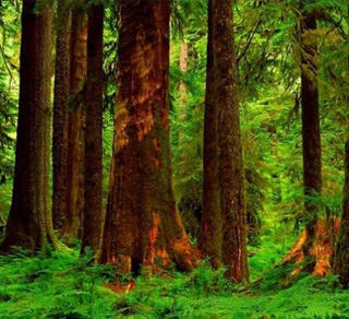 如何选择北美材-各个树种的标准检验（上）