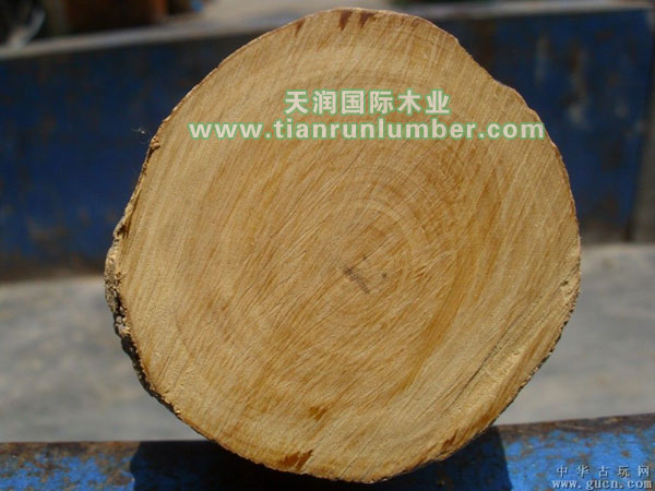 黄杨木Yellow Poplar_杨木系列_天润国际木业