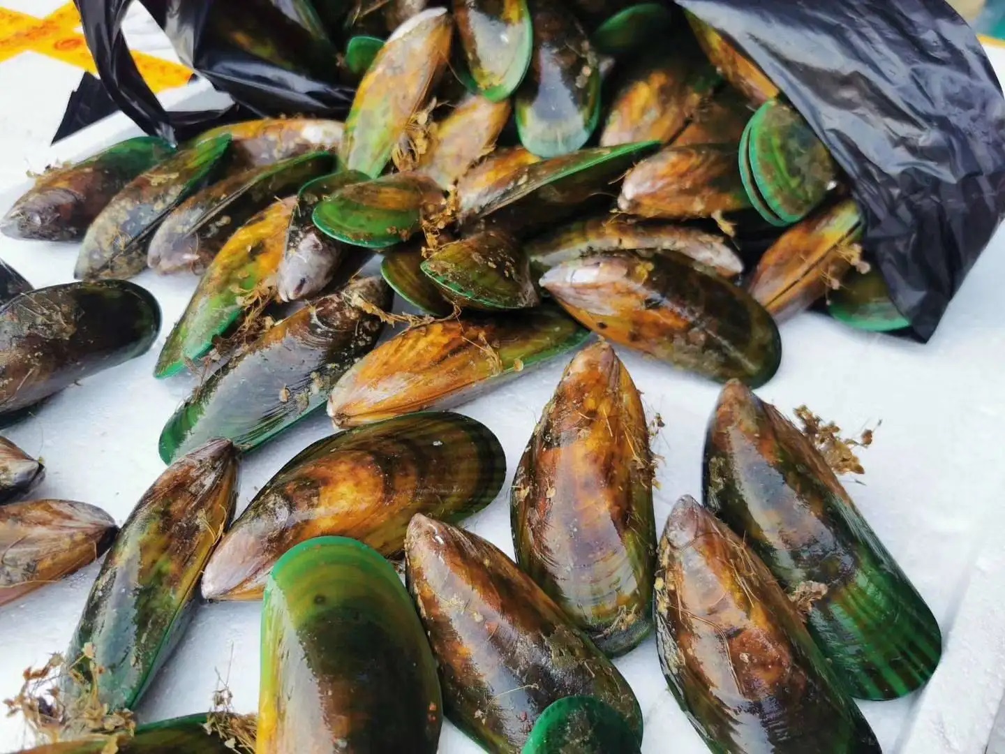 青口貝的清洗方法你掌握了？