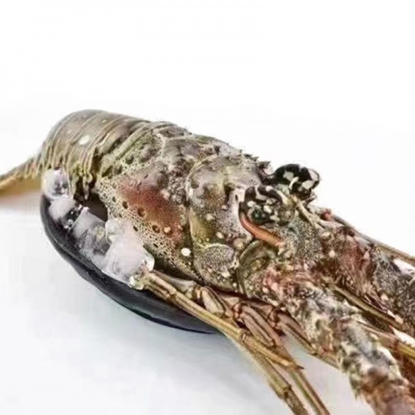 古巴皇冠龍蝦巴西龍蝦美國KC龍蝦