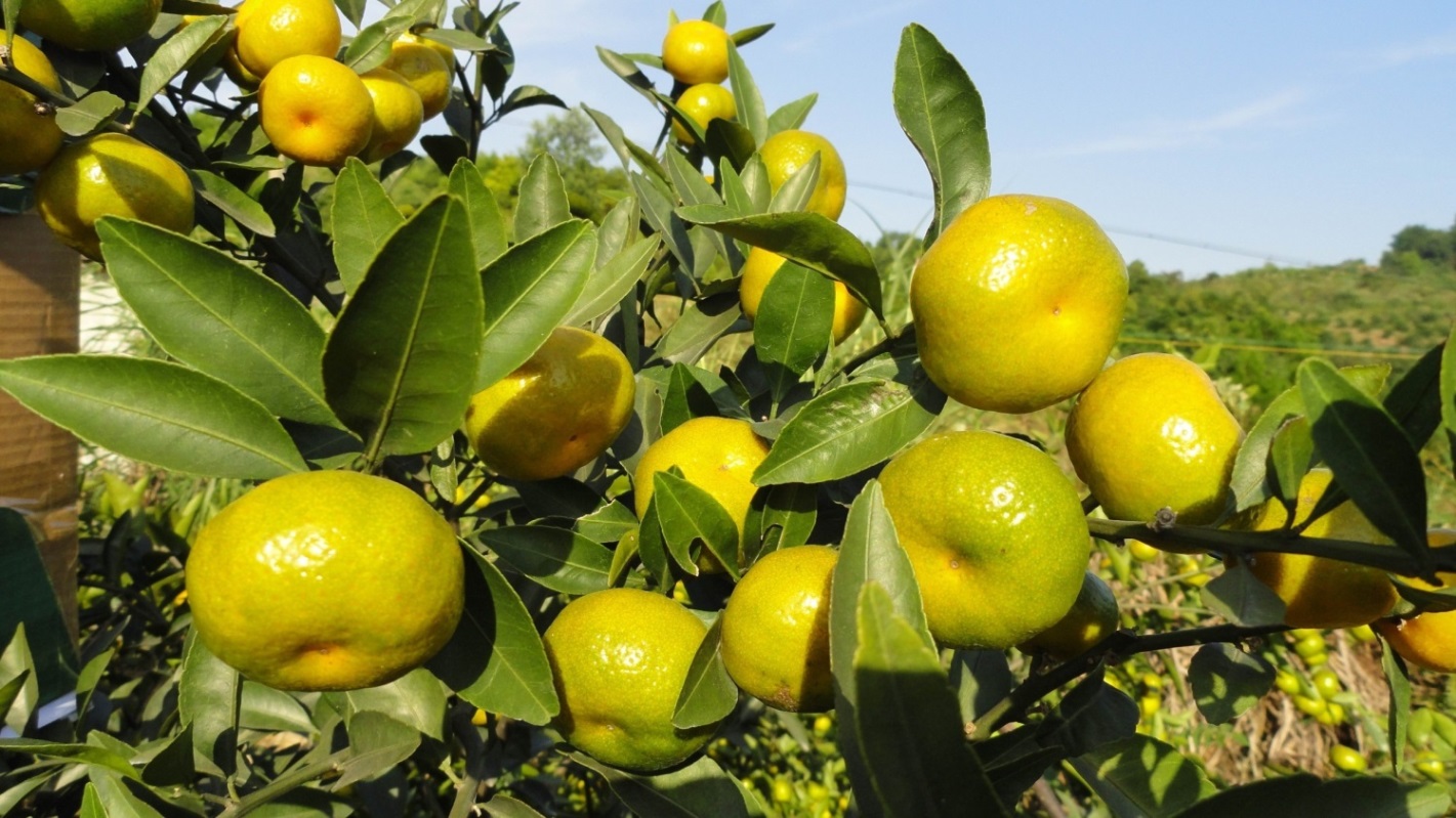 广西南丰蜜桔种植示范地验收现场