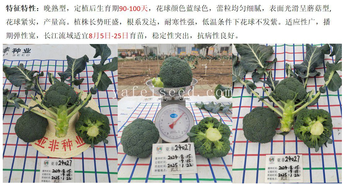 寒蘭-024　486-4H　日光×薄桃花（大輪更紗無点×西雄）　苗　交配種 寒蘭-024 486-4H 日光×薄桃花（大輪更紗無点×西雄） 苗