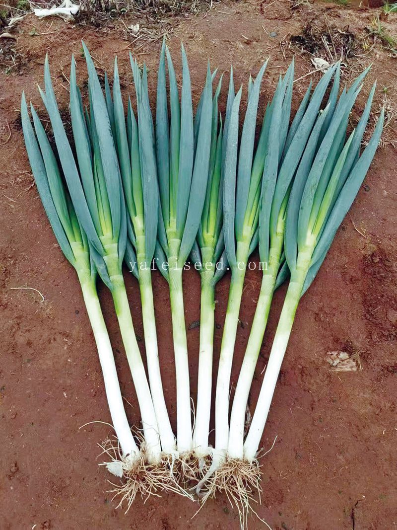 玉葱 亚非夏松二号（大葱品种）-武汉亚非种业有限公司