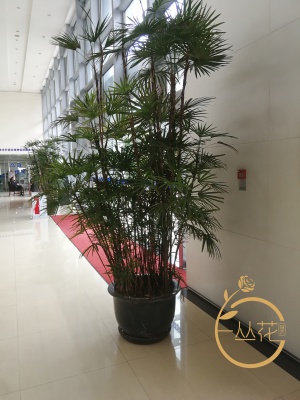 蘇州相城區公司綠植租擺案例