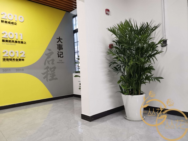 傳媒公司綠植租賃