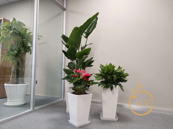蘇州電子科技辦公環境綠植租賃