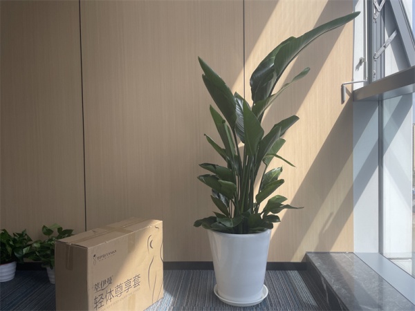 蘇州萃伊曼大健康蘇州植物租擺蘇州一叢花園藝