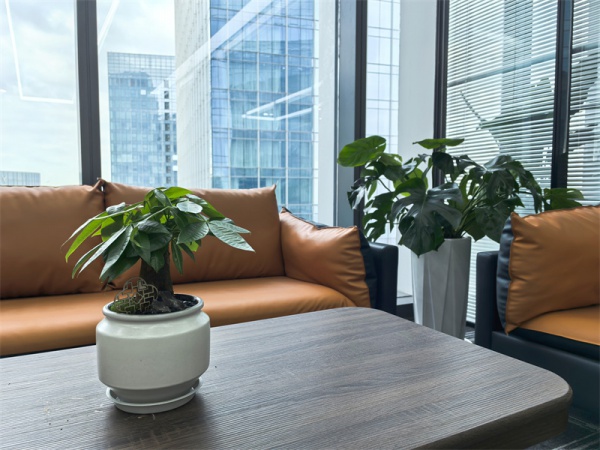 蘇州運輸企業花卉植物租擺